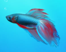 Betta ou Beta